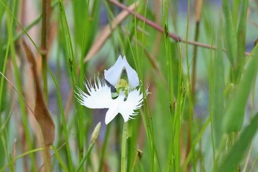🏞️ 가시바루 습지(가시바루시쓰겐)